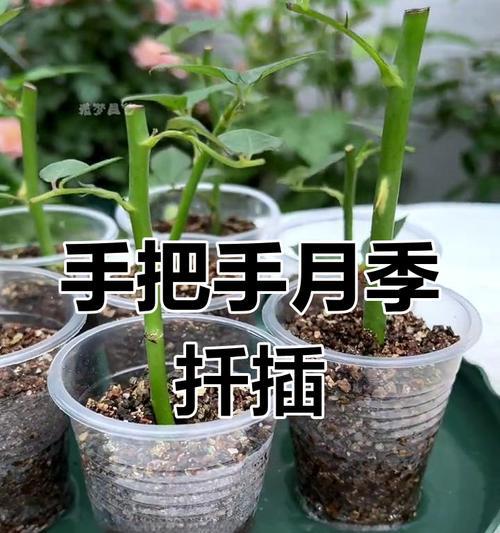 蔷薇扦插方法：如何正确扦插蔷薇以繁殖新植株？