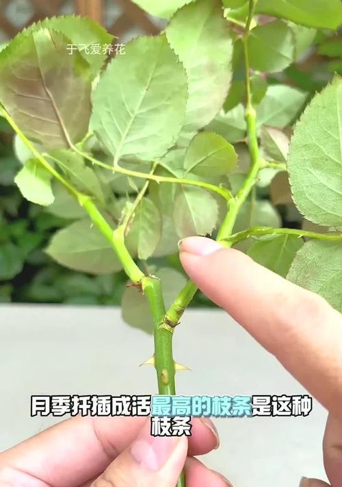 蔷薇扦插方法：如何正确扦插蔷薇以繁殖新植株？