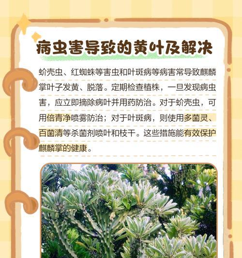 植物叶子变黄的解决方法有哪些？