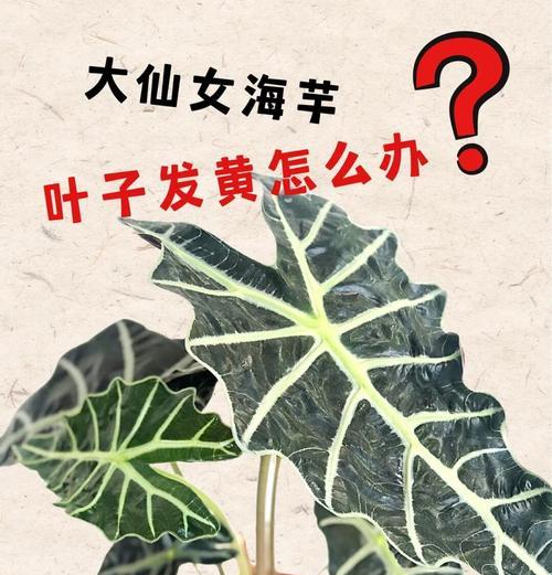植物叶子变黄的解决方法有哪些？