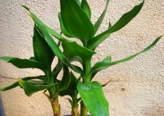 植物叶子变黄的解决方法有哪些？