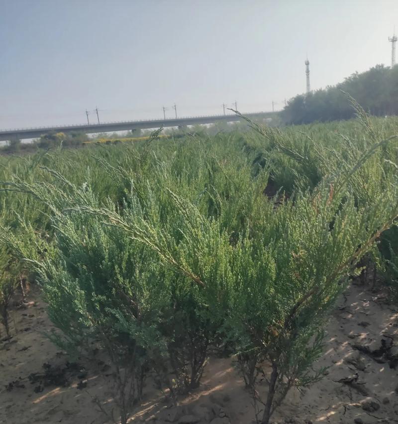 地柏盆栽的种植技巧是什么？