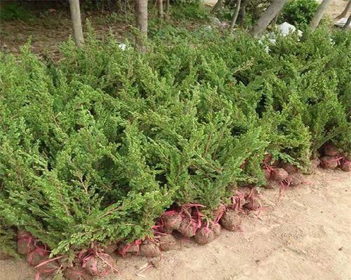 地柏盆栽的种植技巧是什么？