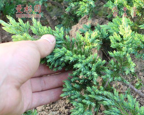 地柏盆栽的种植技巧是什么？