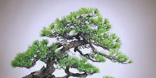 盆景用盆选择和使用方法是什么？