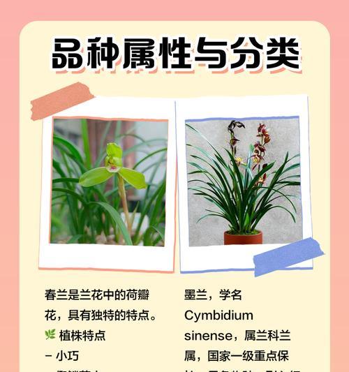 墨兰品种有哪些？如何区分不同墨兰品种？