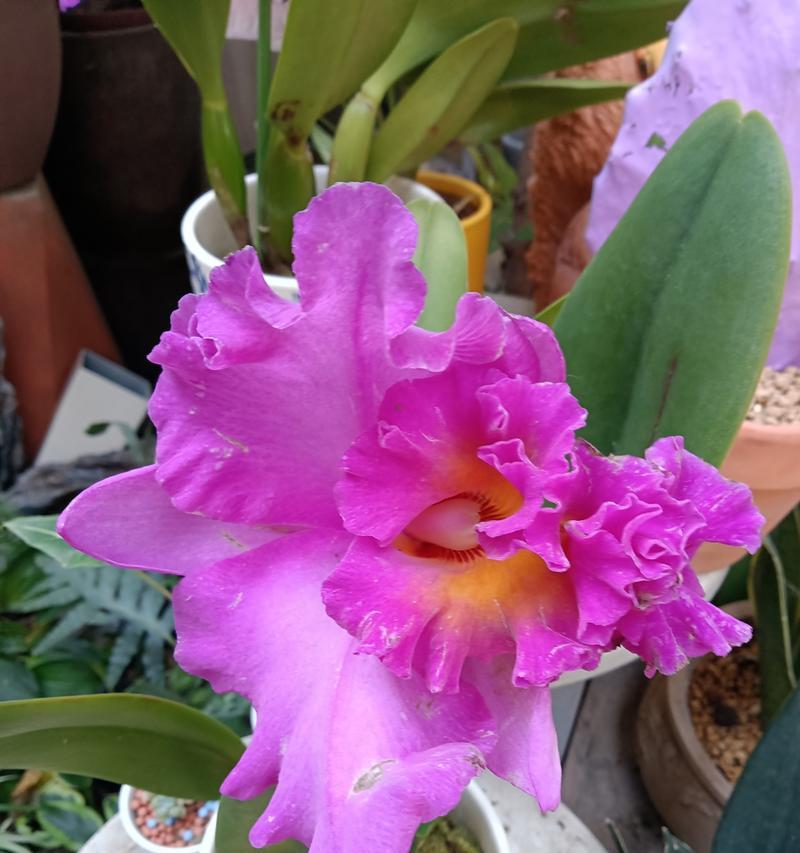 洋兰鲜花的养殖要点是什么？