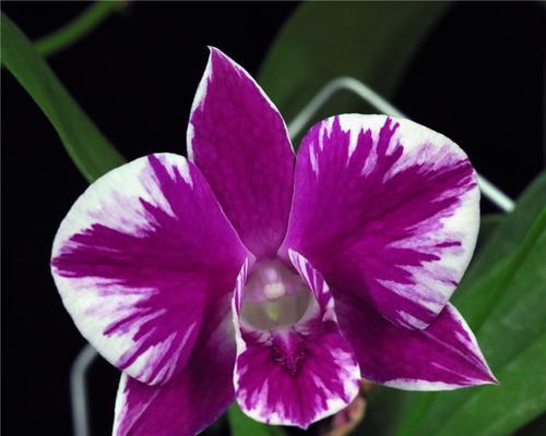 洋兰鲜花的养殖要点是什么？