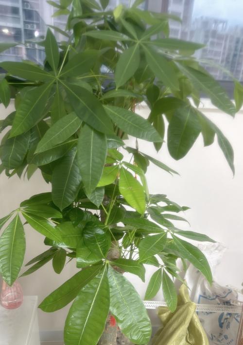 步步高植物养护方法是什么？