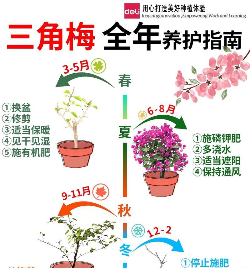 步步高植物养护方法是什么？