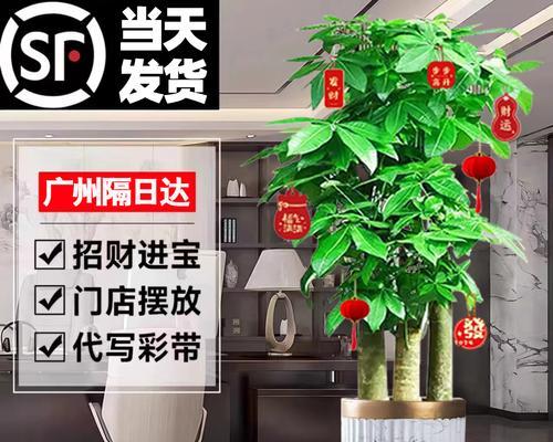 步步高植物养护方法是什么？