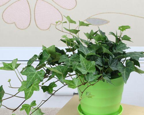 吊兰类植物有哪些品种？哪种吊兰更适合室内种植？