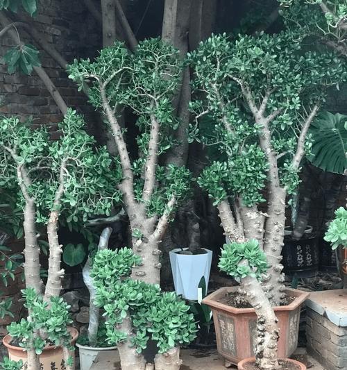 大盆景植物的养护技巧？
