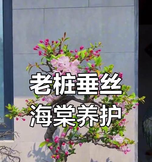 大盆景植物的养护技巧？