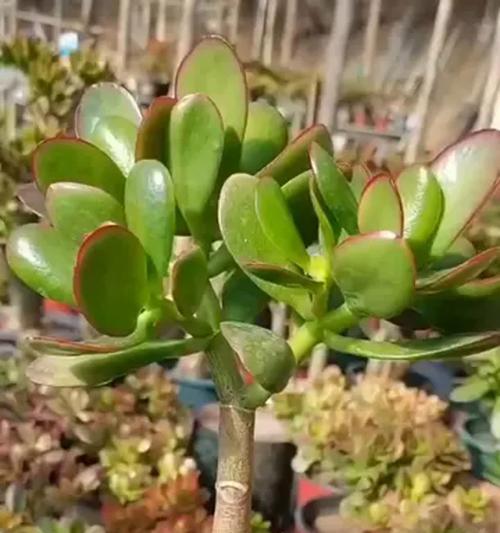 大盆景植物的养护技巧？