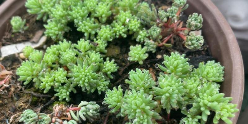 薄雪万年草养不活怎么办？