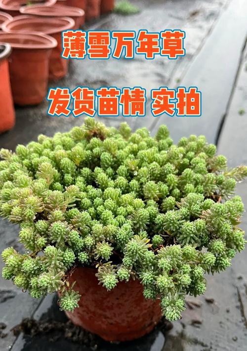 薄雪万年草养不活怎么办？