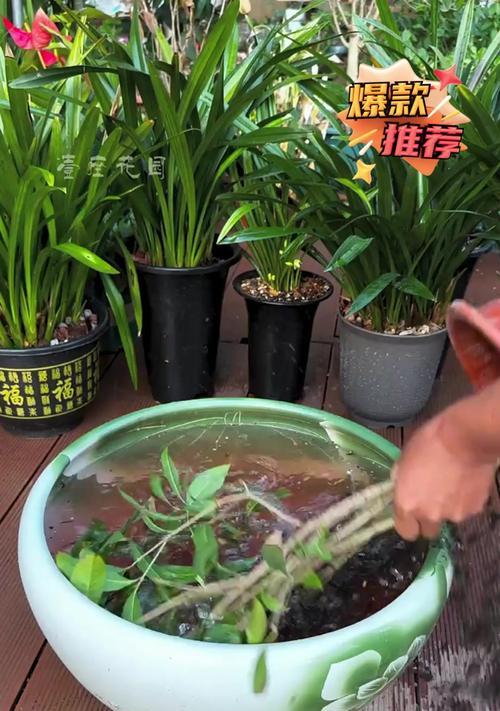 桂花树的养殖方法是什么？如何处理病虫害问题？