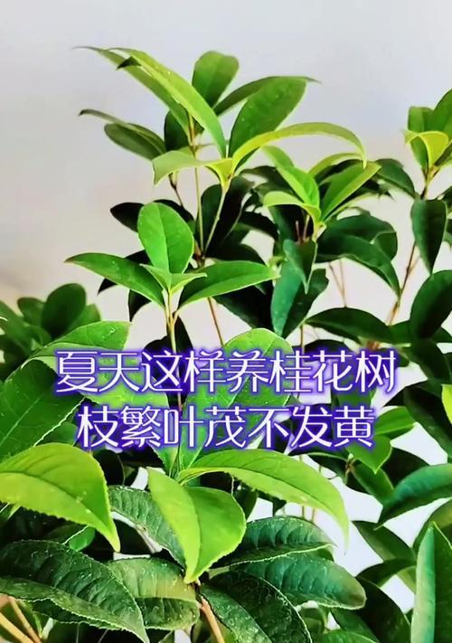 桂花树的养殖方法是什么？如何处理病虫害问题？