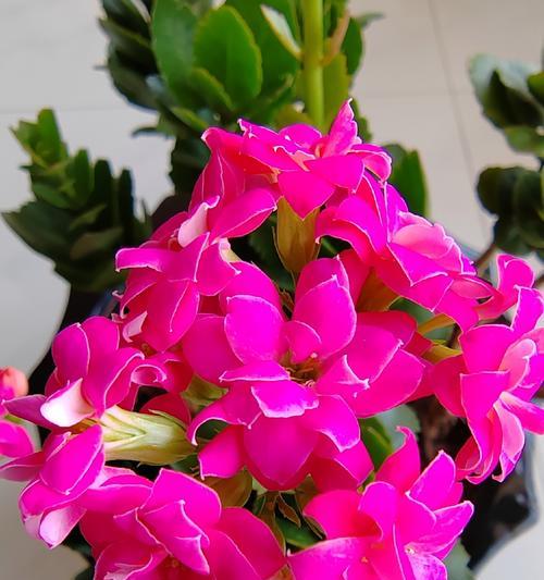 哪些鲜花品种花期长？如何养护？