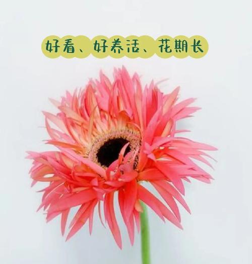 哪些鲜花品种花期长？如何养护？