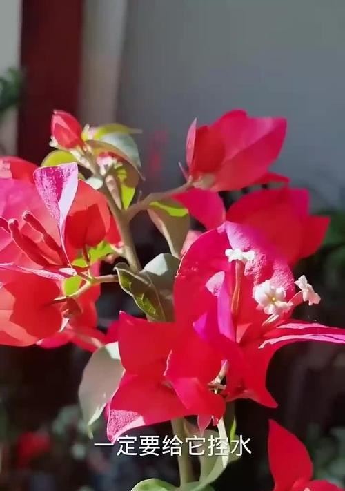 三角梅控水应该在什么时间进行？