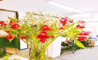 哪些花卉适合摆放在办公室？