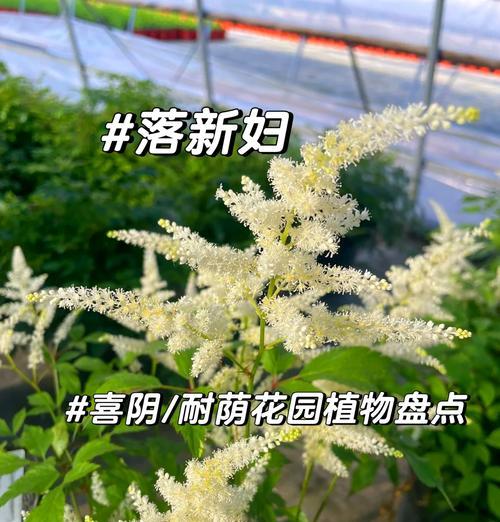 哪些植物喜欢阴凉的环境？