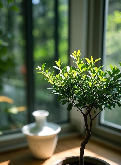 哪些植物喜欢阴凉的环境？