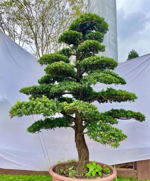 罗汉松哪个品种好？罗汉松品种的选择方法是什么？