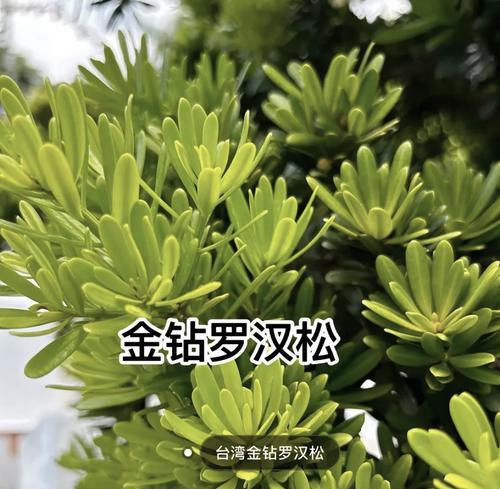 罗汉松哪个品种好？罗汉松品种的选择方法是什么？