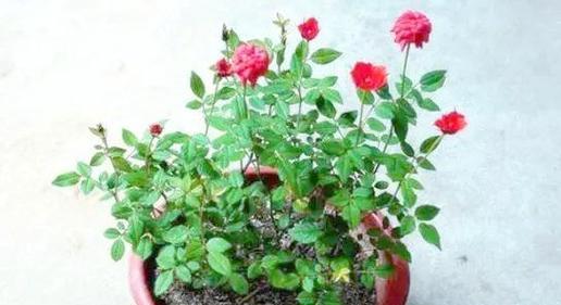月季花种植的最佳季节是什么？如何确保其成活？