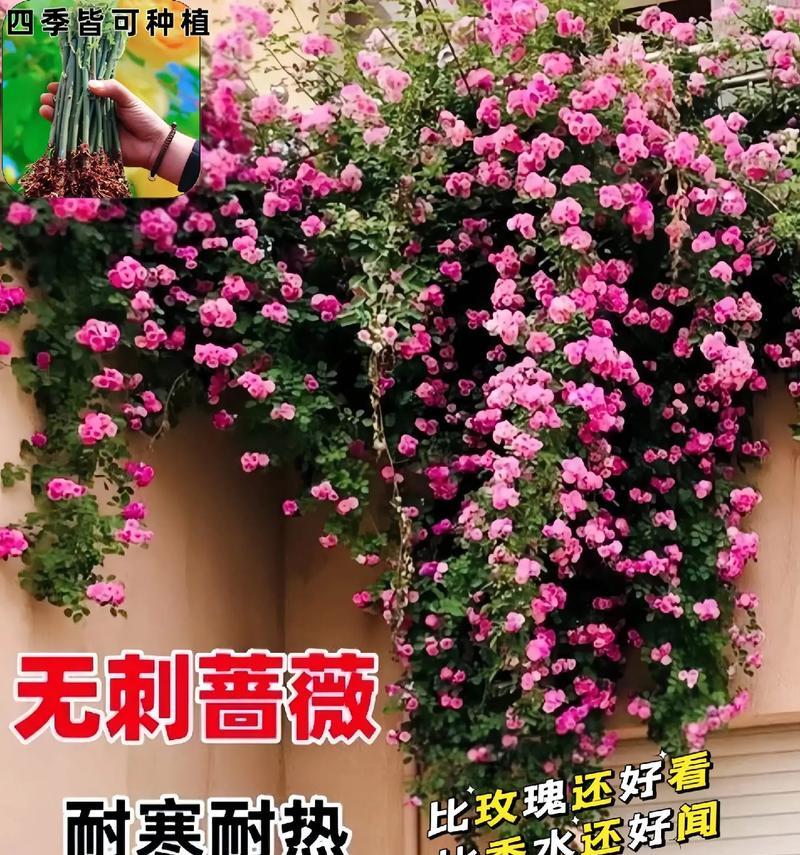 月季花种植的最佳季节是什么？如何确保其成活？