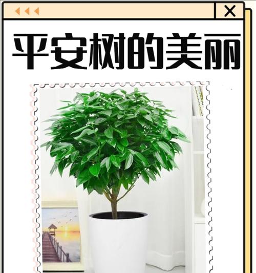 平安树的养护要点是什么？如何保持其叶片翠绿？