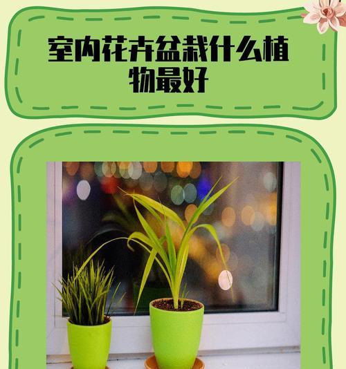 哪些花适合室内种植？室内花卉养护小贴士？
