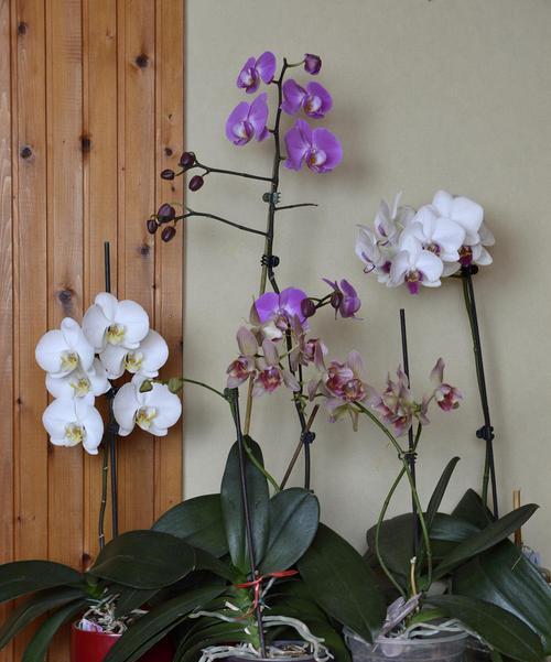 哪些花适合室内种植？室内花卉养护小贴士？