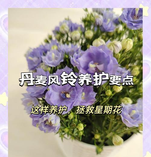 哪些花适合室内种植？室内花卉养护小贴士？