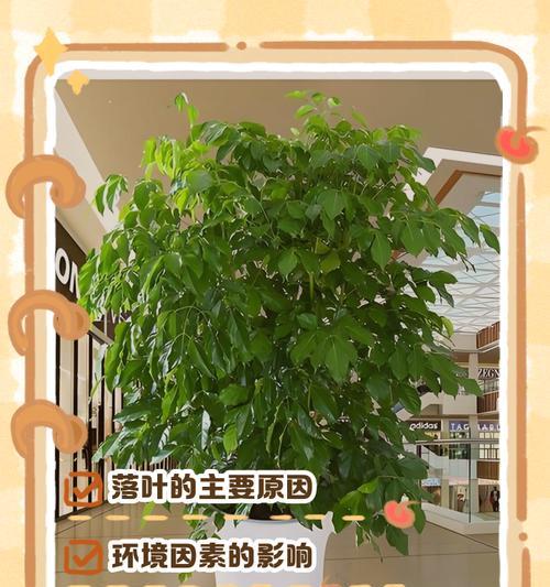 盆栽落叶的原因有哪些？如何预防和处理盆栽落叶问题？
