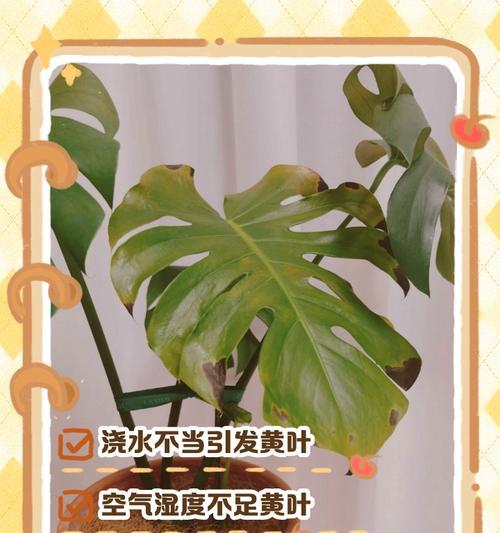 莲花竹叶子发黄的原因及解决方法是什么？