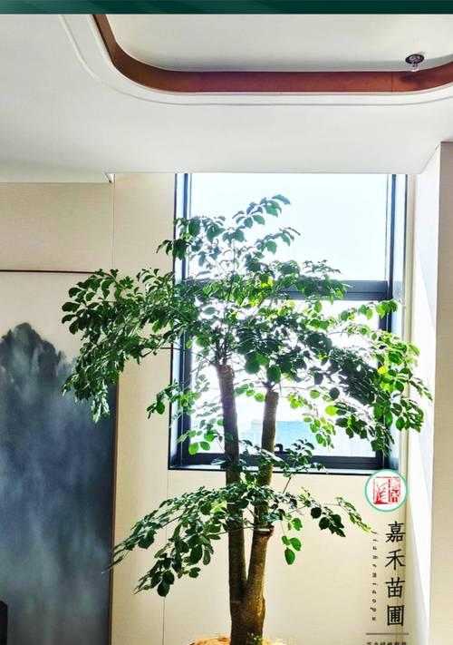 办公室环境适合哪些绿植？