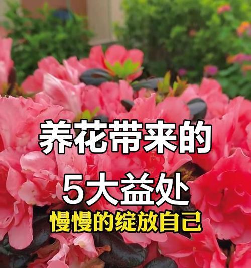 花有哪些好处？它们对健康有何益处？