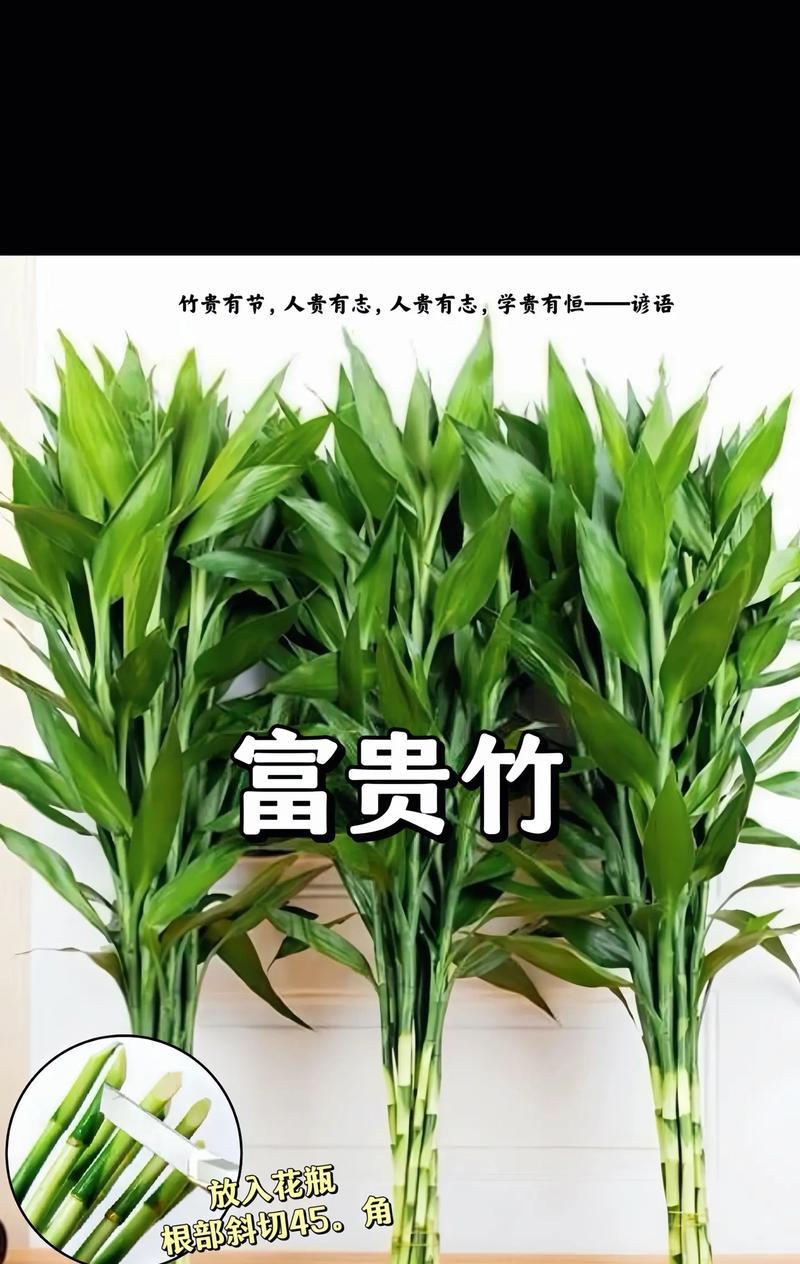 富贵竹竹子发黄怎么办？富贵竹叶子变黄的原因及解决方法是什么？