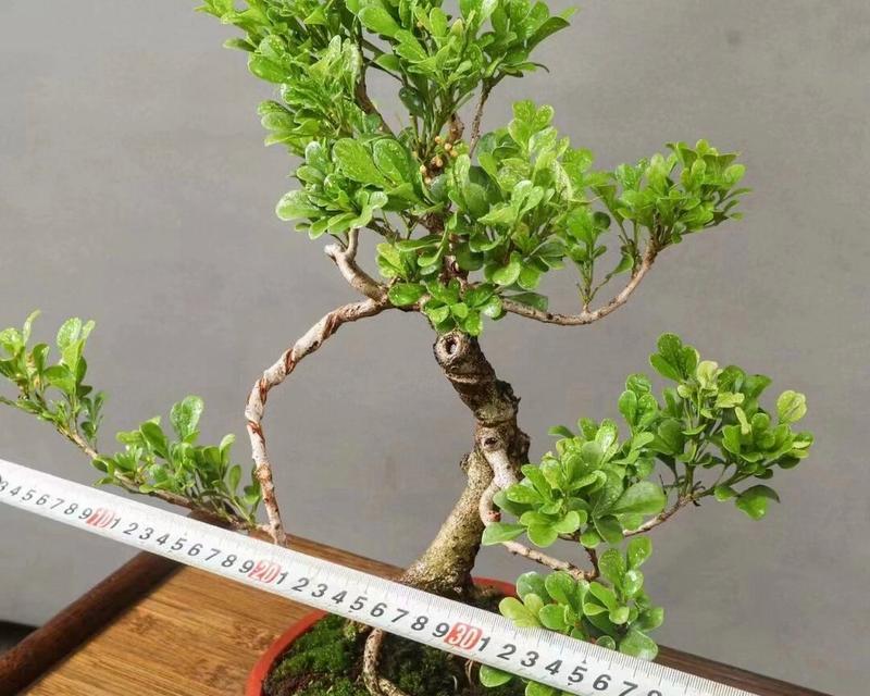米兰盆景的养护技巧有哪些？如何保持米兰盆景的美观？