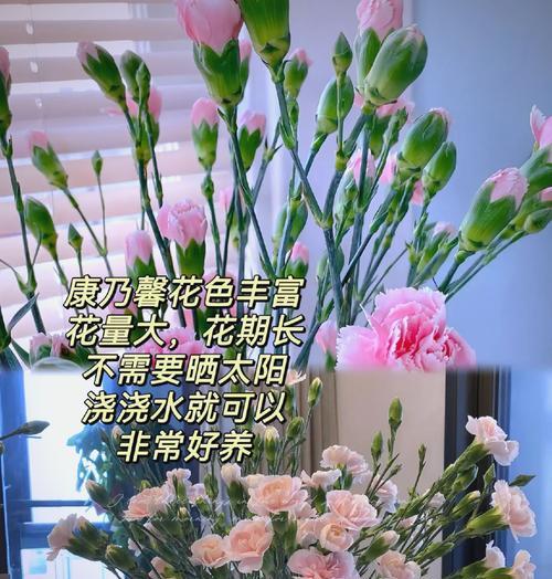 康乃馨浇水的正确频率和量是多少？