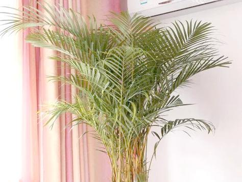 室内适合种哪些植物？有哪些推荐？
