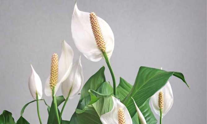 室内适合种哪些植物？有哪些推荐？