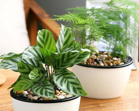 哪些植物适合盆栽？盆栽植物的选择与养护技巧？