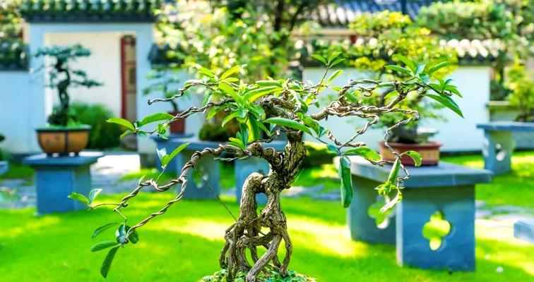 哪些植物适合盆栽？盆栽植物的选择与养护技巧？