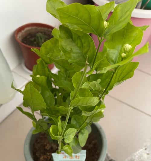 米兰栽培的注意事项有哪些？