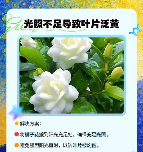 栀子花叶子变黄的原因及解决方法是什么？